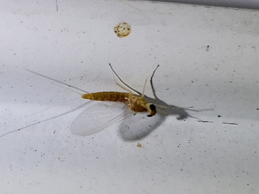 Nixe rusticalis