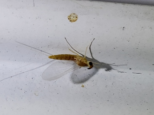 Nixe rusticalis