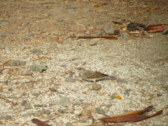 Gymnoris xanthocollis