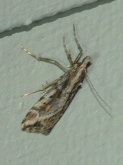 Scoparia ithyntis