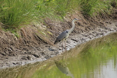 Ardea cinerea