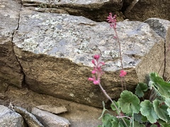 Heuchera sanguinea