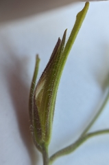 Cordylanthus pilosus pilosus