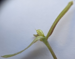 Cordylanthus pilosus pilosus