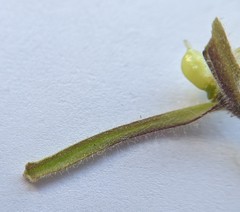 Cordylanthus pilosus pilosus