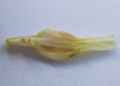 Cordylanthus pilosus pilosus