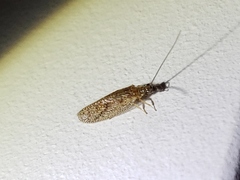 Psectra diptera