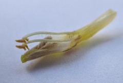 Cordylanthus pilosus pilosus