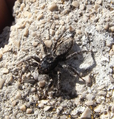 Menemerus taeniatus