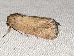 Spodoptera pecten