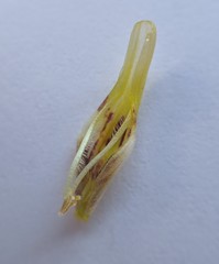 Cordylanthus pilosus pilosus