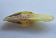 Cordylanthus pilosus pilosus