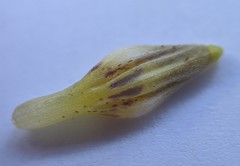 Cordylanthus pilosus pilosus