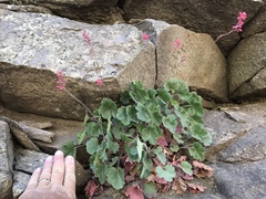 Heuchera sanguinea