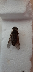 Tabanus bovinus