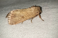 Spodoptera pecten