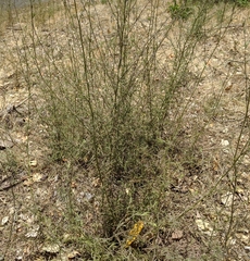 Cordylanthus pilosus pilosus