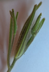 Cordylanthus pilosus pilosus
