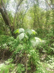 Gyrocarpus jatrophifolius