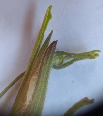Cordylanthus pilosus pilosus