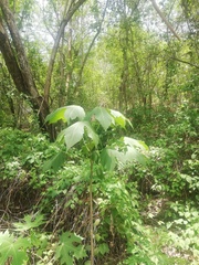 Gyrocarpus jatrophifolius