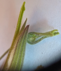 Cordylanthus pilosus pilosus