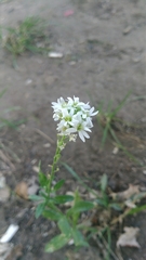 Berteroa incana