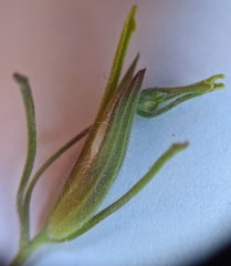 Cordylanthus pilosus pilosus