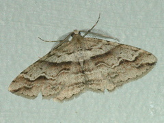 Syneora fractata