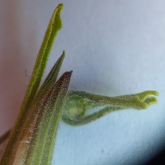 Cordylanthus pilosus pilosus