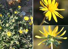 Cuspidia cernua annua