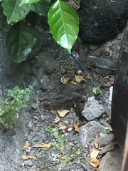 Caprimulgus affinis stictomus