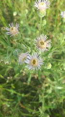 Erigeron acris podolicus