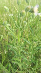 Erigeron acris podolicus