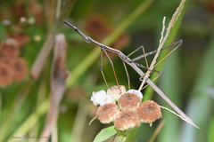 Orienscopia