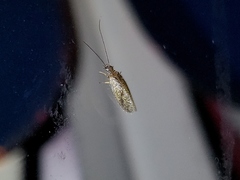 Psectra diptera