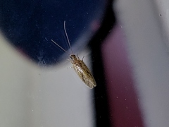 Psectra diptera