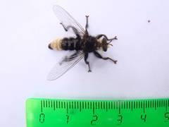 Laphria gibbosa