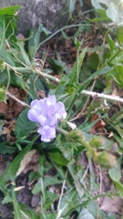 Cichorium intybus