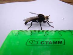 Laphria gibbosa