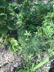 Delphinium consolida