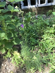 Delphinium consolida