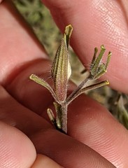 Cordylanthus pilosus pilosus