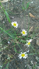 Tripleurospermum inodorum