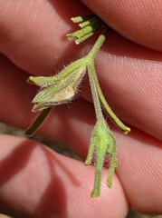 Cordylanthus pilosus pilosus