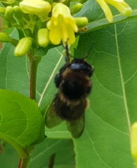 Bombus subterraneus