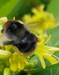 Bombus subterraneus