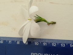 Gardenia psidioides