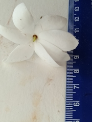 Gardenia psidioides