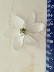 Gardenia psidioides